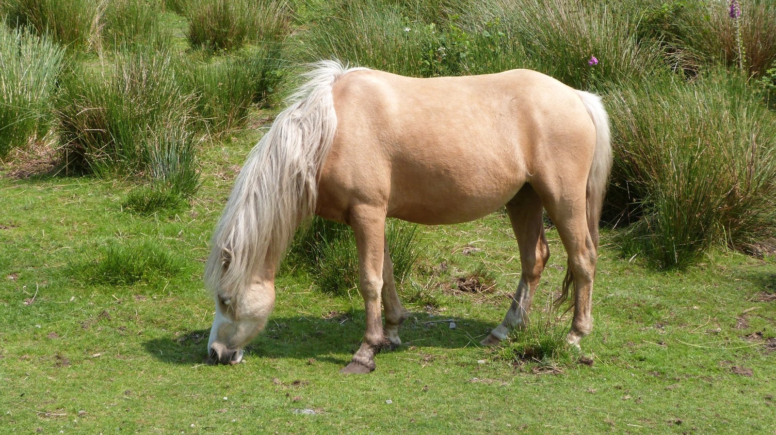 They're Not Actually A Breed - Just A Stunning Color (image credits: wikimedia)