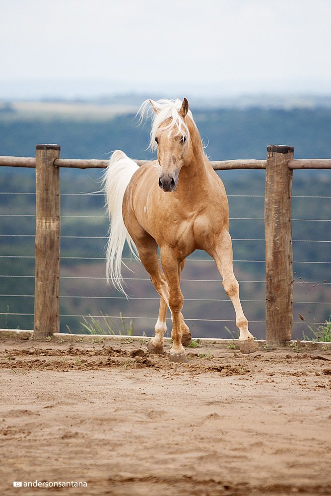 They Excel In Modern Equestrian Sports (image credits: Quarto de Milha, CC BY 2.0, https://commons.wikimedia.org/w/index.php?curid=36707239)