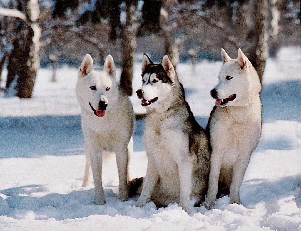 Siberian Huskies: The Escape Artists with Killer Instincts (image credits: flickr)
