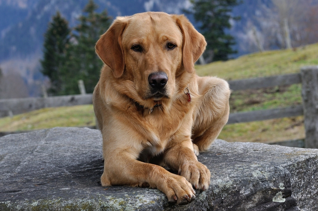 Labrador Retriever (image credits: rawpixel)