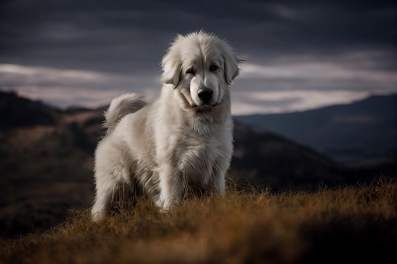 Great Pyrenees (image credits: pixabay)