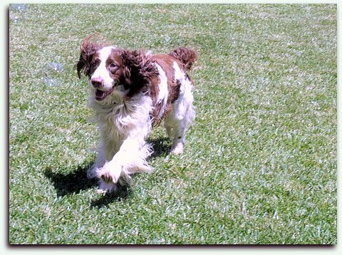 They Get the Zoomies When You Return (image credits: flickr)