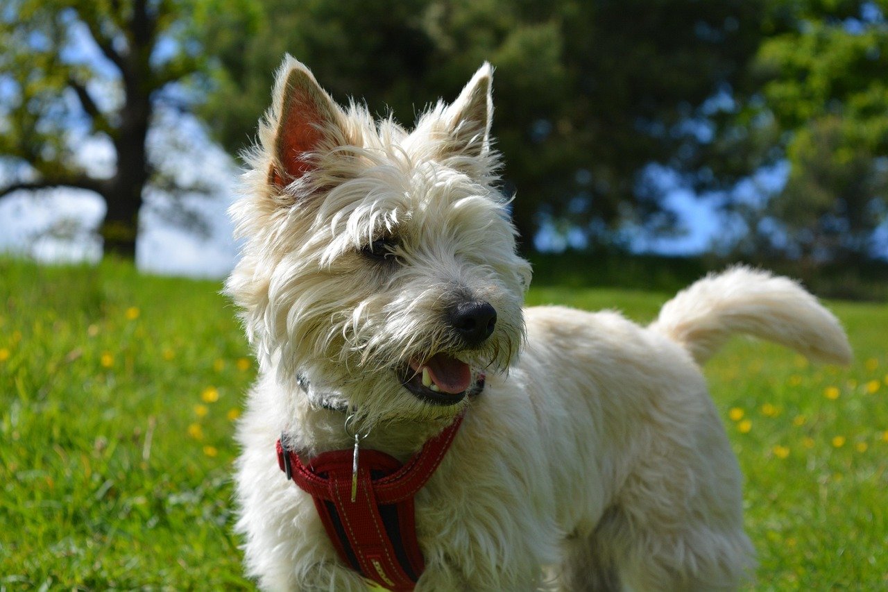 Cairn Terrier - The Scottish Scrapper (image credits: pixabay)