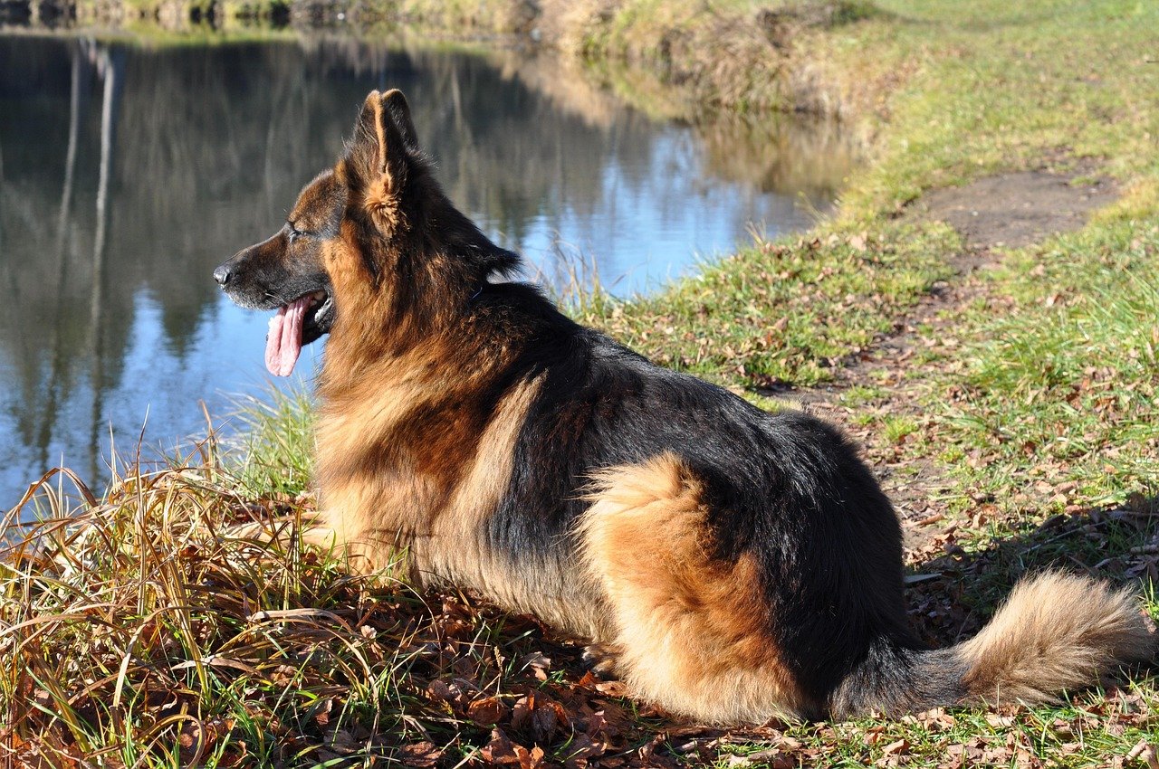 German Shepherd: The Overprotective Perfectionist (image credits: pixabay)