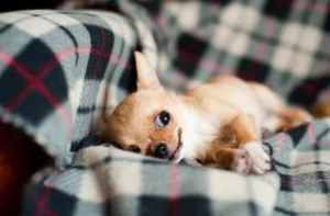 10 Chihuahua Behaviors That Say "I Own This House"