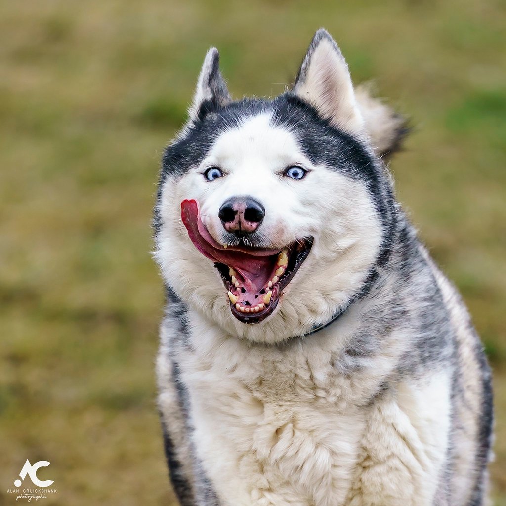 Siberian Husky: The Escape Artist (image credits: flickr)