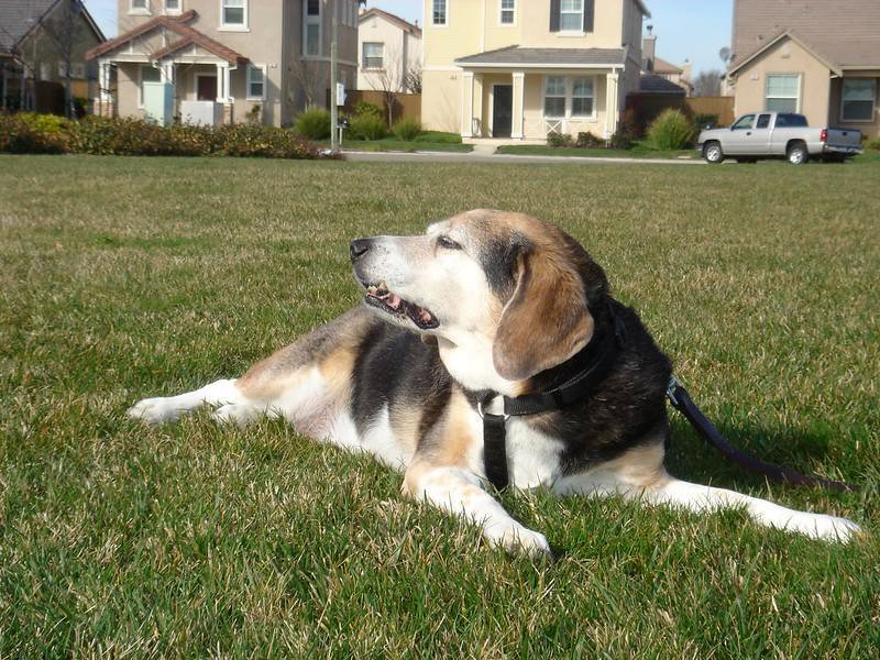 Beagle: The Nose That Knows Trouble (image credits: flickr)
