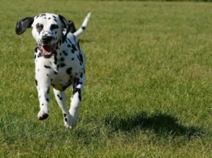 Dalmatian: The Spotted Tornado