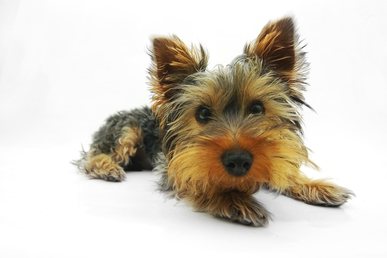 Yorkshire Terriers (image credits: pixabay)
