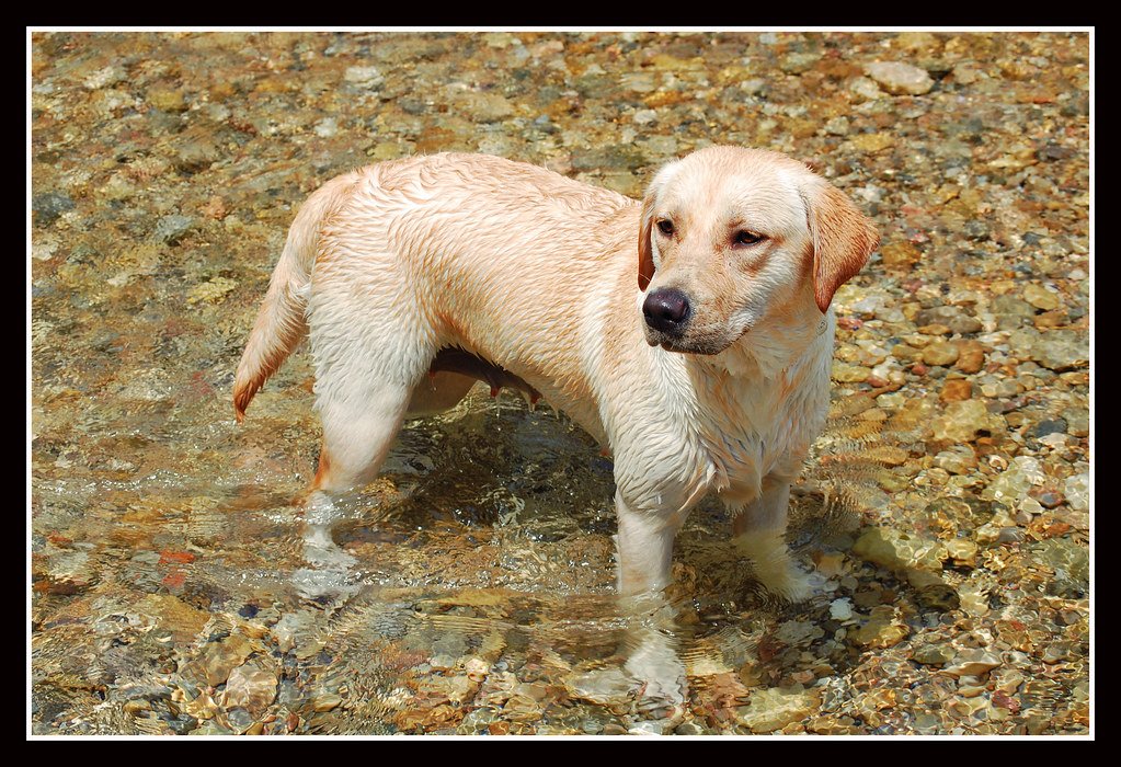 Labrador Retriever: The People-Pleasing Heartbreaker (image credits: flickr)