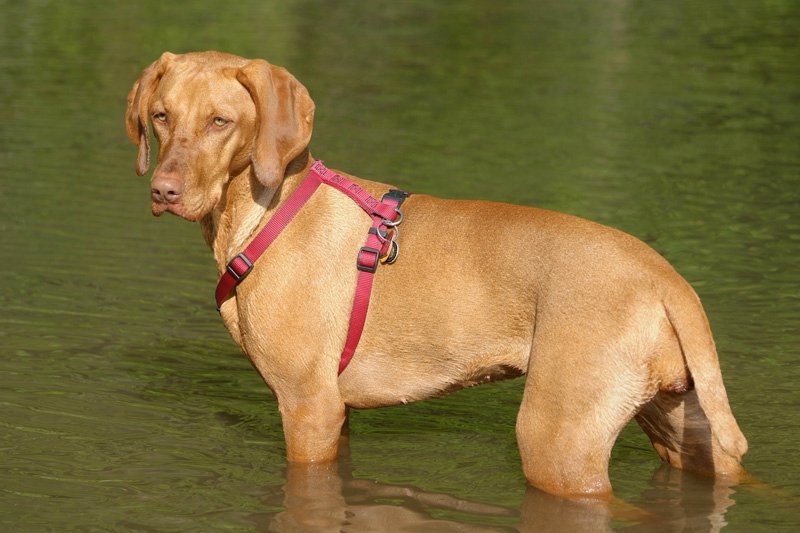 Vizsla: The Ultimate Velcro Dog (image credits: wikimedia)