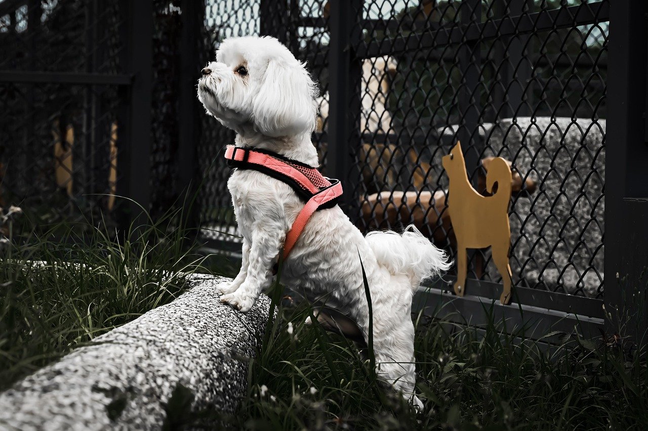 Maltese - Elegant Yappers in Disguise (image credits: pixabay)