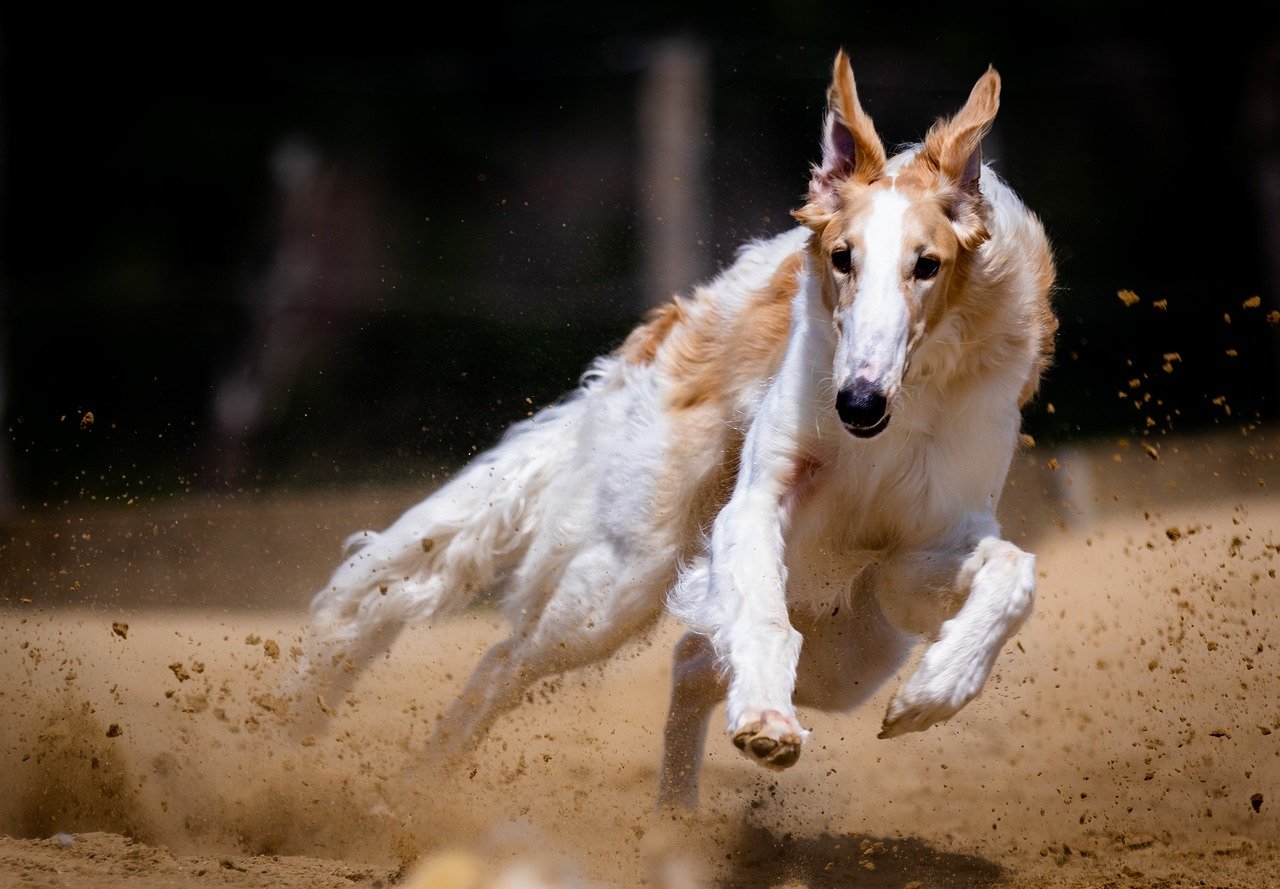 The Borzoi: The Aristocratic Speed Demon (image credits: pixabay)