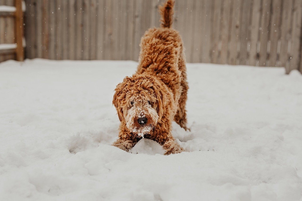 The Full-Body Wiggle Welcome (image credits: pixabay)