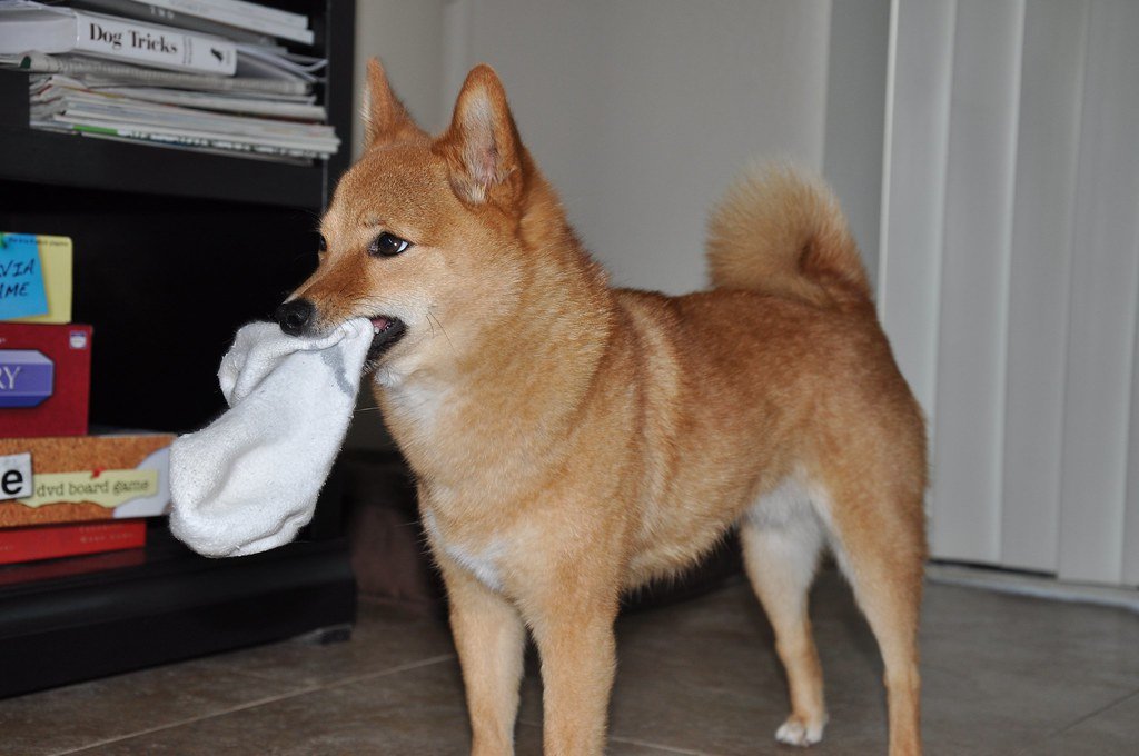 They Steal Your Smelly Clothes (image credits: flickr)