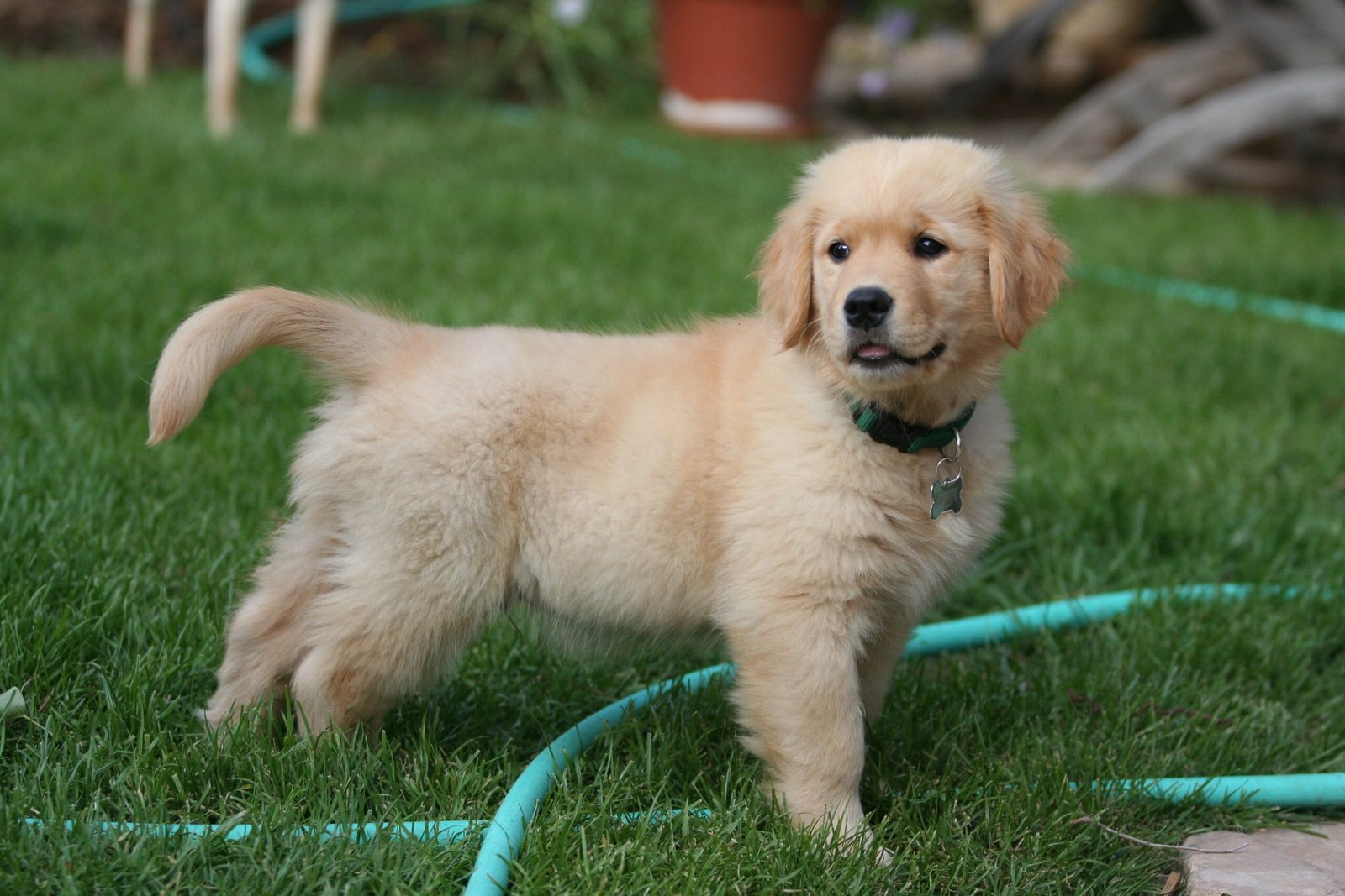 Golden Retriever - The Gentle Soul (image credits: wikimedia)