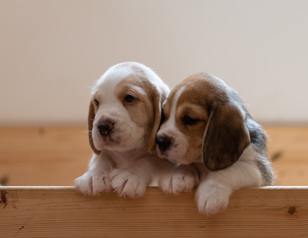 Beagle - The Emotional Support Expert (image credits: unsplash)
