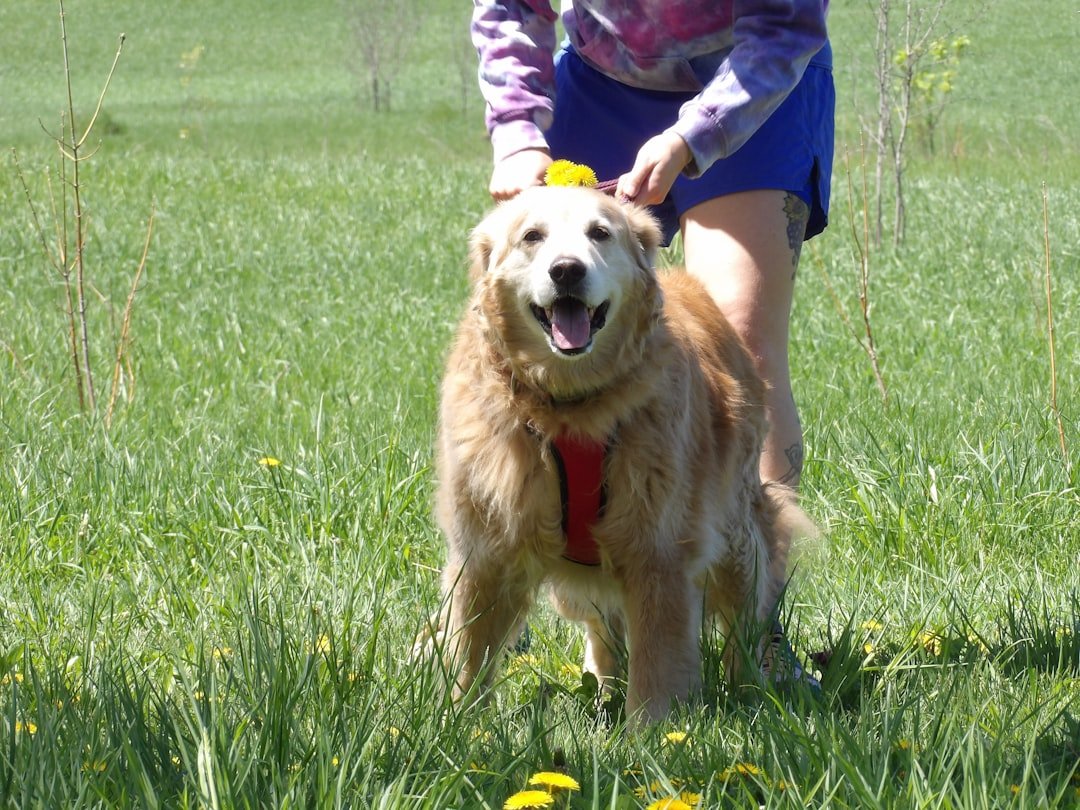 Golden Retriever (image credits: unsplash)