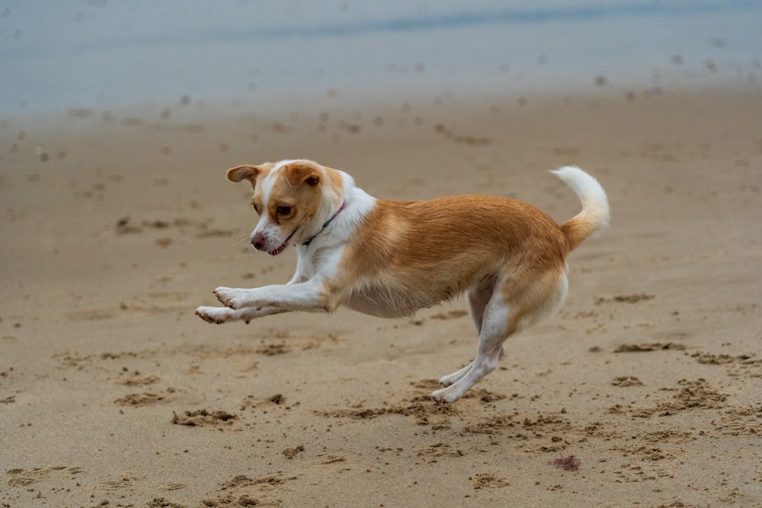 Jack Russell Terrier (image credits: unsplash)