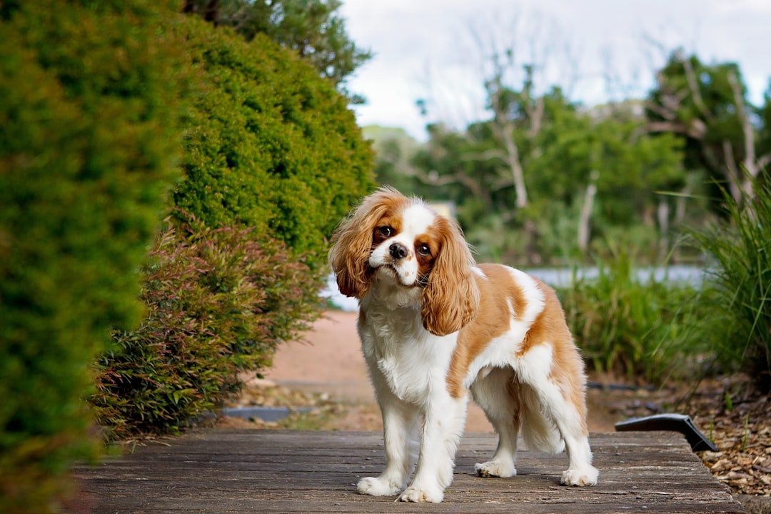 Cavalier King Charles Spaniel (image credits: unsplash)