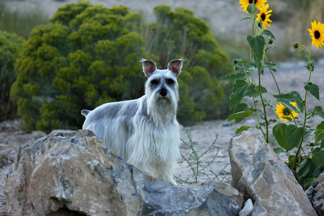Miniature Schnauzer (image credits: unsplash)
