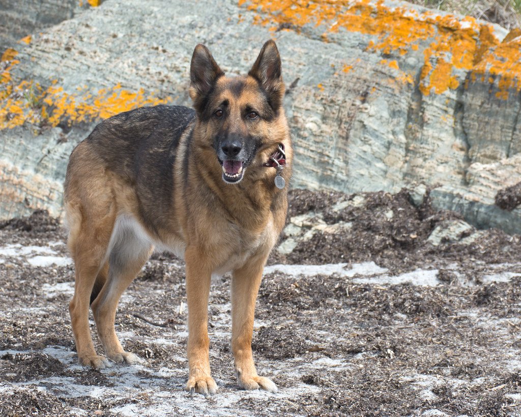 German Shepherd (image credits: flickr)