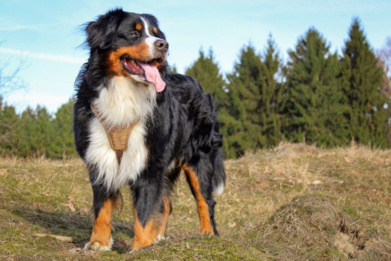 Bernese Mountain Dog - The Gentle Swiss Farmer