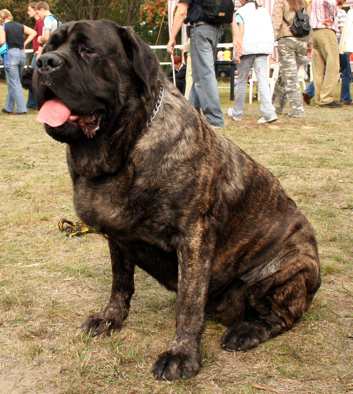 English Mastiff - The Gentle Giant Guardian (image credits: wikimedia)