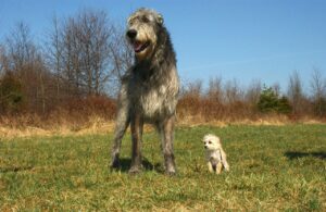 Irish Wolfhound - The Gentle Tower