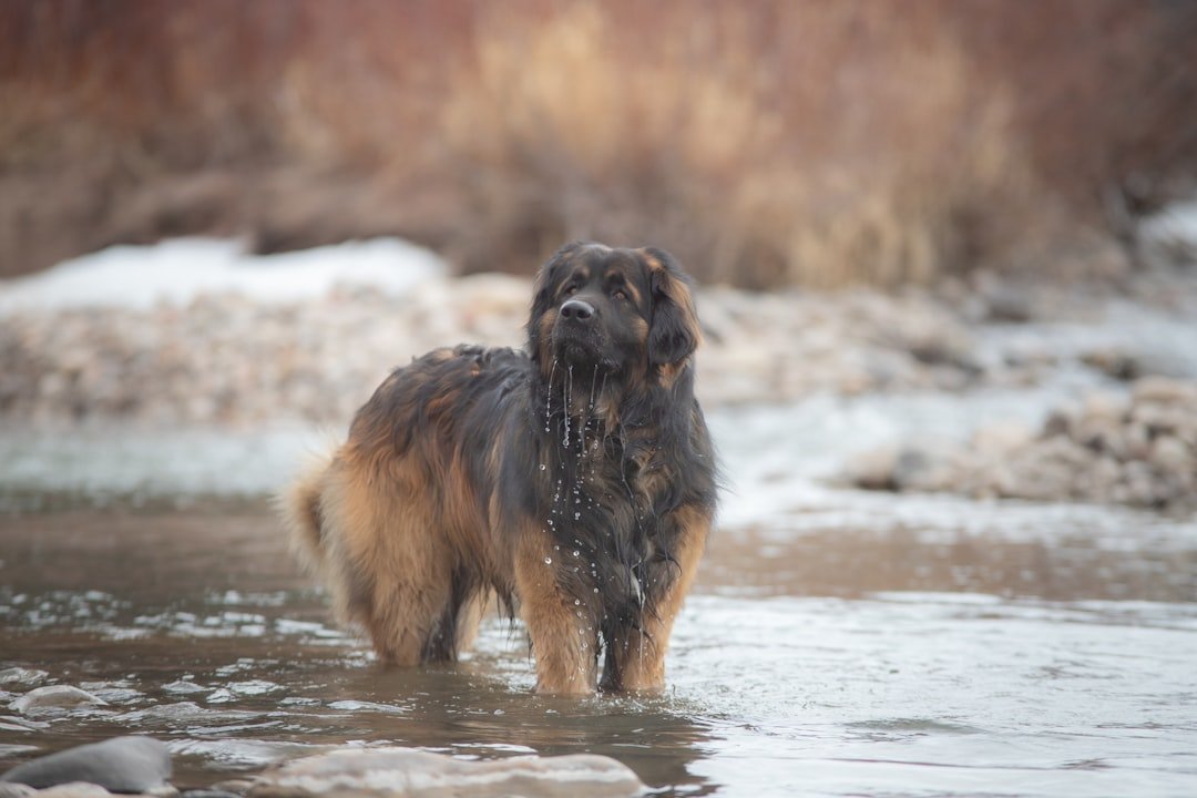 Leonberger - The Lion-Hearted Family Dog (image credits: unsplash)
