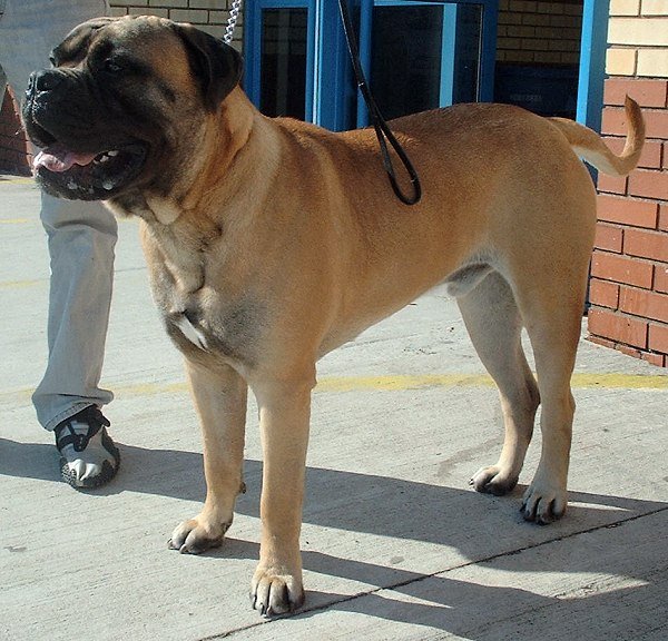 Bullmastiff - The Gentle Guardian (image credits: wikimedia)