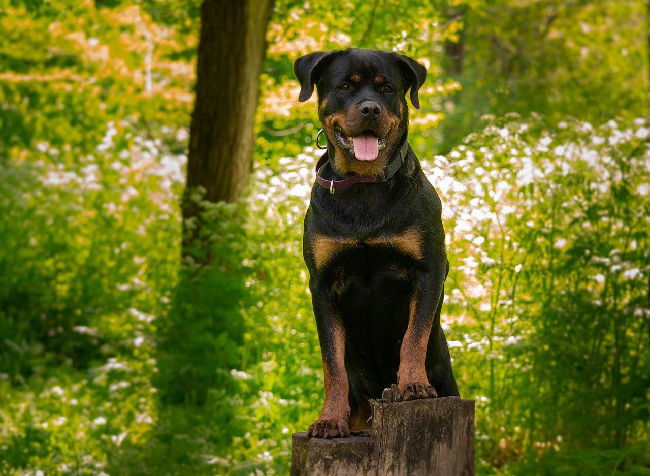 Rottweiler - The Misunderstood Gentle Soul (image credits: pixabay)