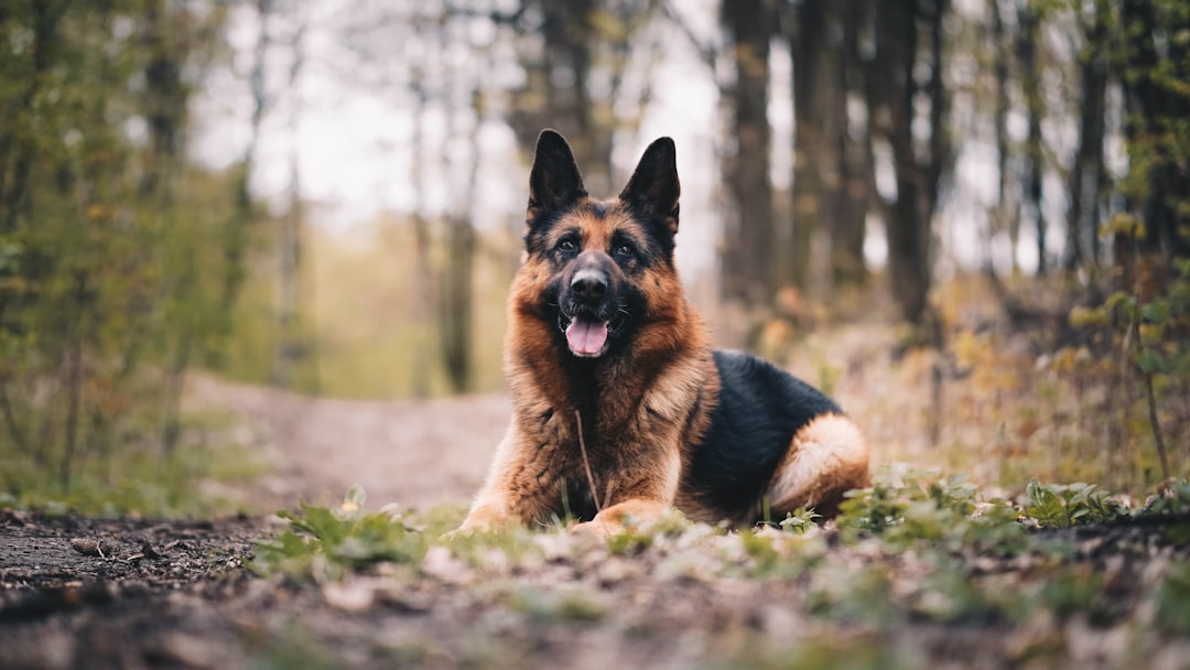 German Shepherds: The Hip Dysplasia Nightmare (image credits: unsplash)