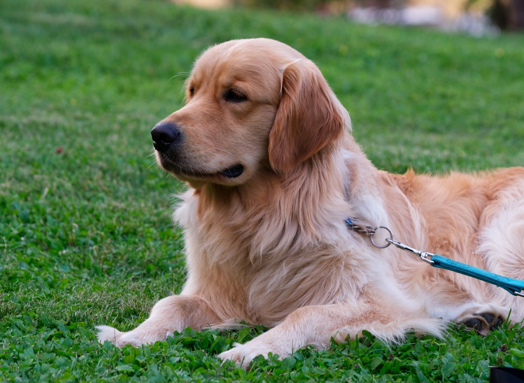 Golden Retrievers: Cancer's Favorite Target (image credits: unsplash)
