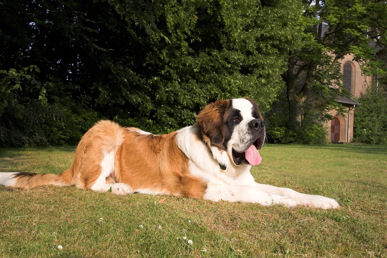 Saint Bernards: Giant Hearts, Giant Problems (image credits: pixabay)