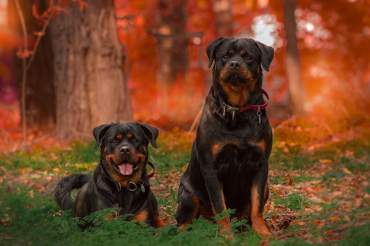Rottweilers: Bone Problems from the Start (image credits: pixabay)