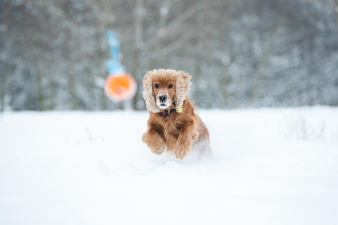 Cocker Spaniels: Heart, Bone, and Vision Catastrophe (image credits: pixabay)