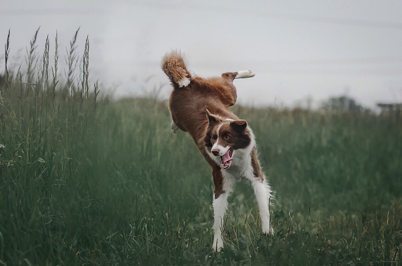 Border Collies: Intelligence Comes with Epilepsy (image credits: pixabay)