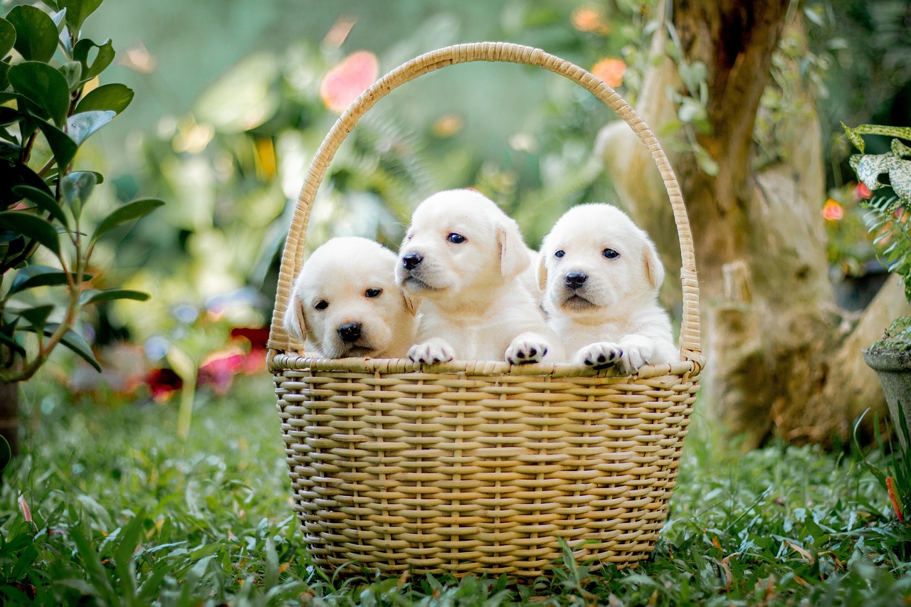 Labrador Retrievers: Hip Problems in America's Favorite (image credits: pixabay)