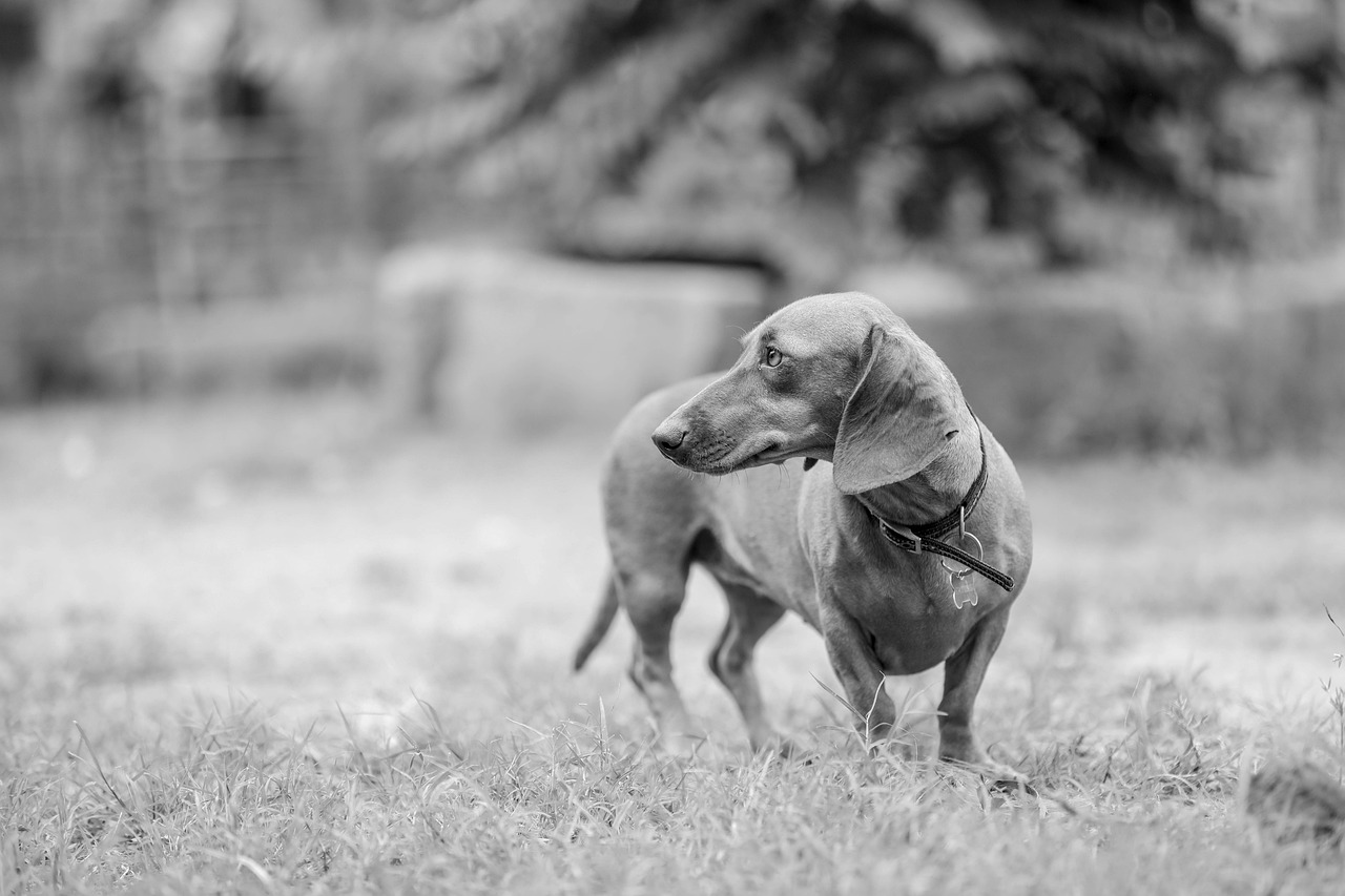 Dachshunds: Back Problems Guaranteed (image credits: pixabay)