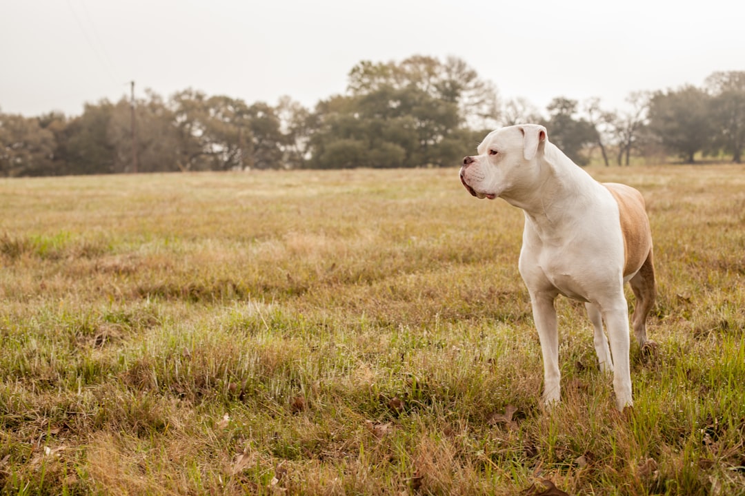 Bulldogs (All Varieties): Breathing Problems from Birth (image credits: unsplash)