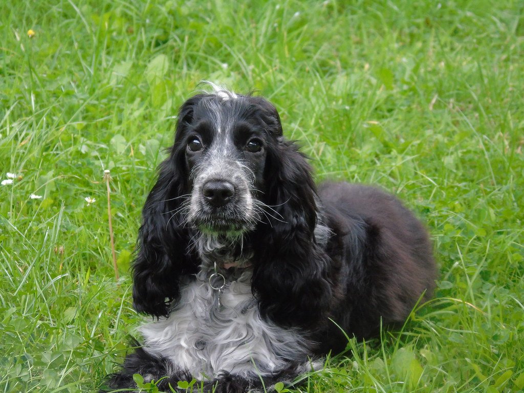 Cocker Spaniels (image credits: flickr)