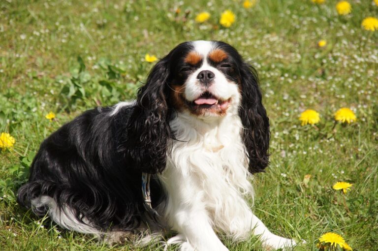 12 Attentive Dogs That Will Make You Feel Like You're the Most Important Person in the World