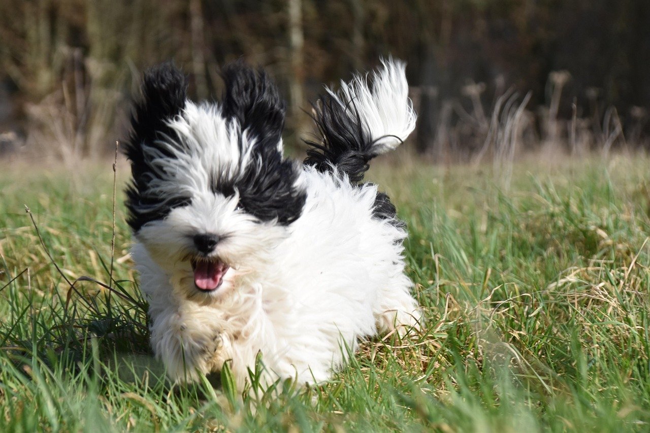 Havanese: Tiny Dancers with Huge Hearts (image credits: pixabay)