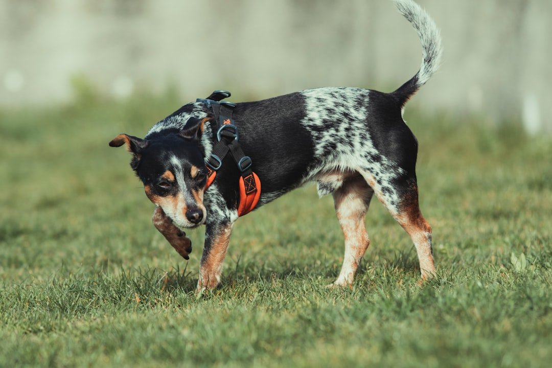 Australian Cattle Dog: The Ultimate Adventure Partner (image credits: unsplash)