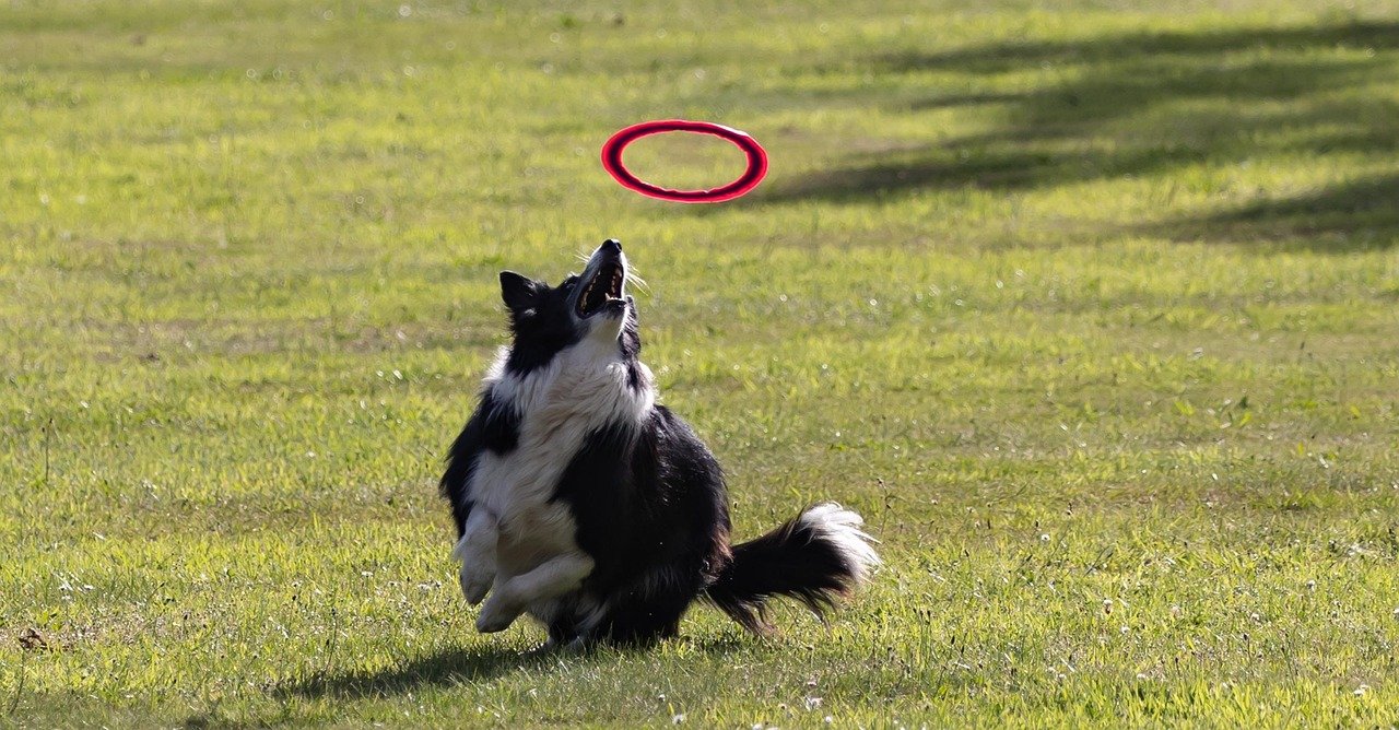 Border Collie: Genius-Level Adventure Seekers (image credits: pixabay)