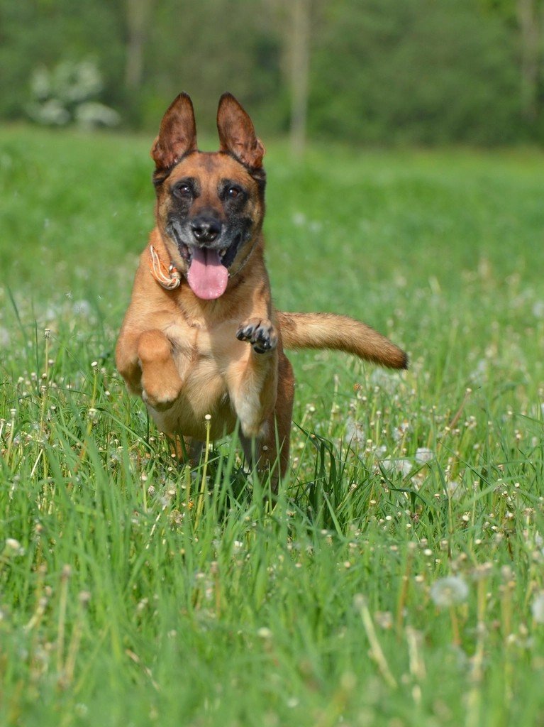 Belgian Malinois: Elite Athletes in Dog Form (image credits: rawpixel)