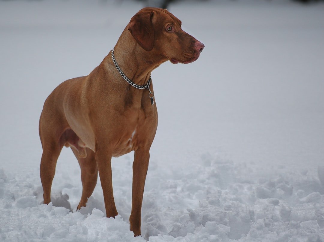 Vizsla: Velcro Dogs with Athletic Souls (image credits: unsplash)