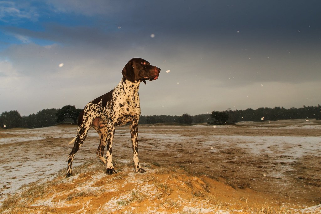 German Shorthaired Pointer: Versatile Adventure Machines (image credits: flickr)