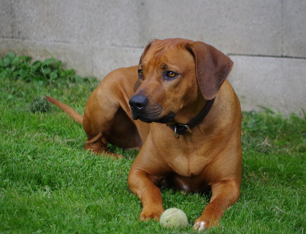 Rhodesian Ridgeback: Majestic Adventure Guardians (image credits: pixabay)